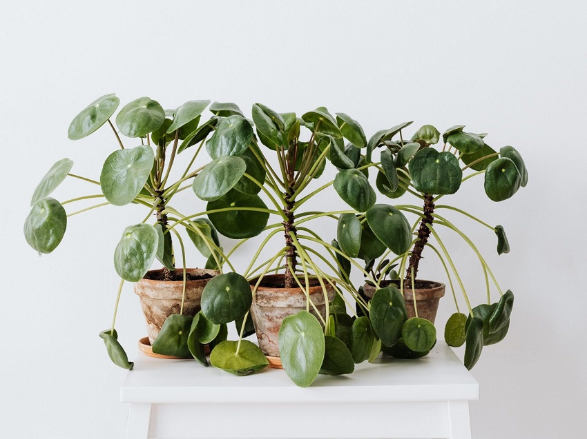 What Can I Do for Leggy Pilea: Propagation and Renewal