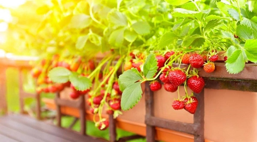 Which is the Best Method of Fruit Planting