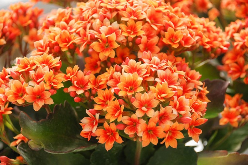 What Succulent Has Red and Yellow Flowers?