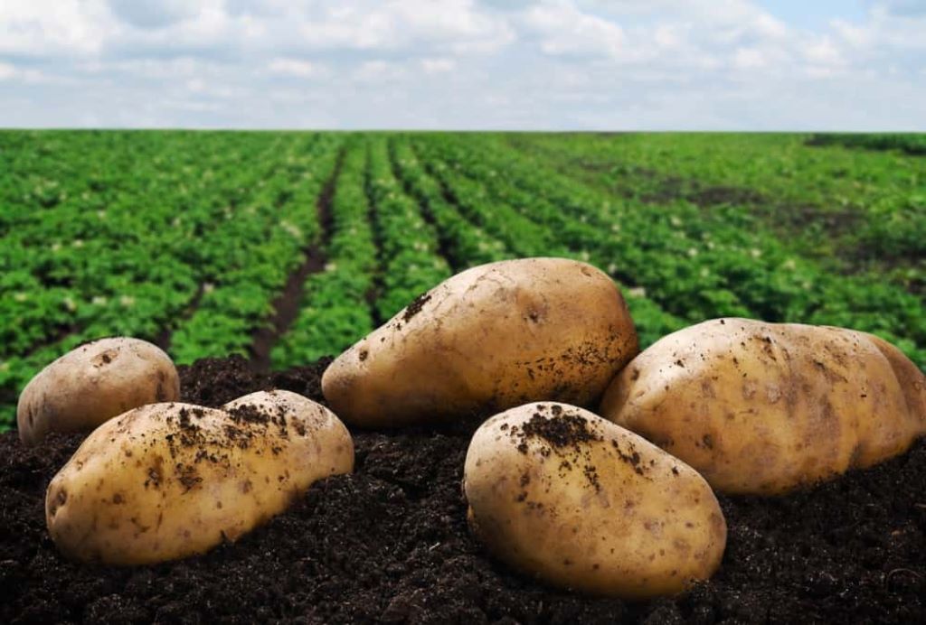 Do Potatoes Take a Lot of Sun to Grow? Unveiling the Sunlight Myth