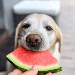 Can Dogs Eat Watermelon