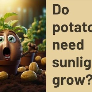 Do Potatoes Take a Lot of Sun to Grow? Unveiling the Sunlight Myth