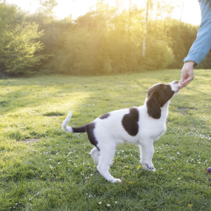dog training session