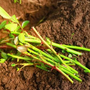 How to Plant Roses from Cuttings