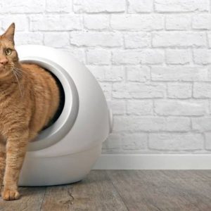 How do I get my cat to stop pooping outside the litter box
