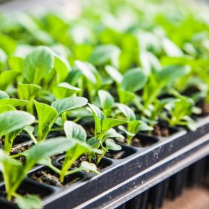 germinate seeds for hydroponics