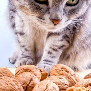Is it OK for Cats to Eat Nuts