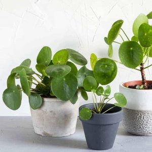 What Can I Do for Leggy Pilea