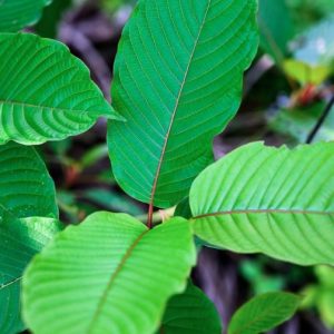 Effects of Kratom