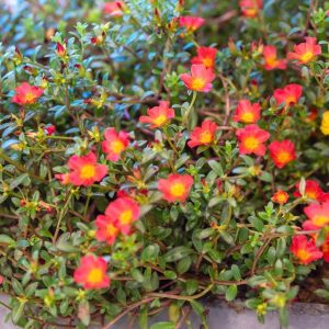 What Succulent Has Red and Yellow Flowers?