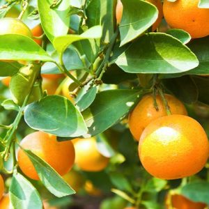 Which Fruit Tree is Easiest to Grow