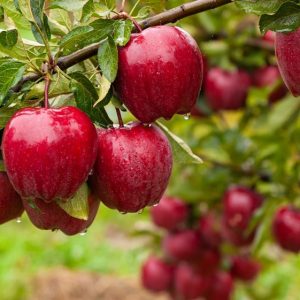 Which is the Best Method of Fruit Planting