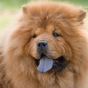 Why Is My Dog's Tongue Turning Purple