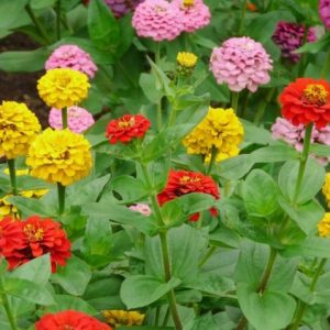 Zinnia Elegans or Zinnia